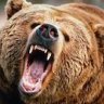 GoldenBear1