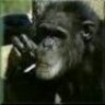 Articulate Ape