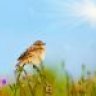 HappyLark