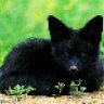 Midnight_Fox