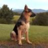 Alsatian