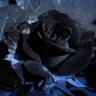 RoseDysfunction