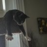 Kitten72