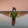 steelybird