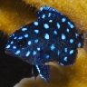 Damselfish