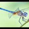 DragonFly1251