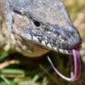 Goanna