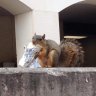 SquirrelBurrito