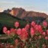 mountainflower
