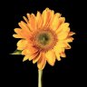 Wildflower91