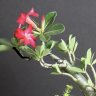 I-10DesertRose
