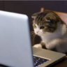 Holokitty