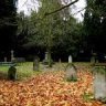 Beneath the leaves