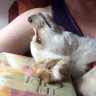 DogMom146