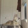 Wolf Mother