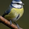 bluetit