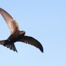 SwiftAsTheWind