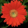 RedDaisys