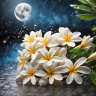 Frangipanimoon