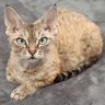 jasper_katze