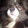 PomeranianMom