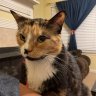 mystery_cat