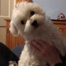 Maltesepuppy