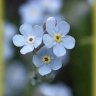 Forget-me-Not