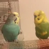 FluffyDove