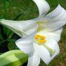 Lily4