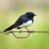 willy wagtail