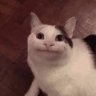 LostKitty311