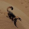Dune