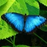 Blue Butterfly