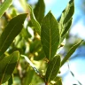 _Laurel_
