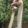 BushChookz
