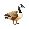 Canada Goose
