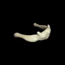 hyoidbone