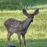 deerlybeloved