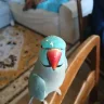 thebirdtamer
