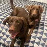 BrownLabMom