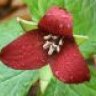 redtrillium