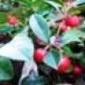 Wintergreen
