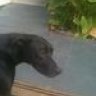 Santos l helper