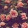 springpeonies