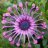 Whirligig