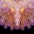 Amethyst62