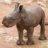 BabyRhino