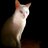 shawna_58
