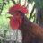 Crooked Chicken